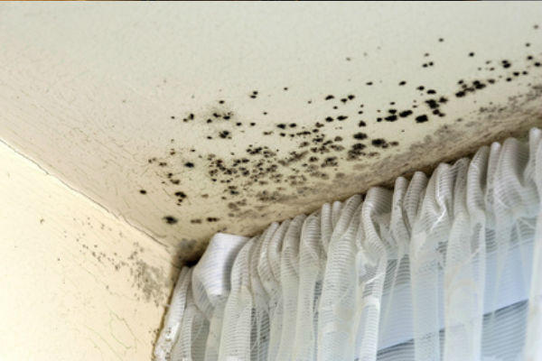 is there mold in my house
