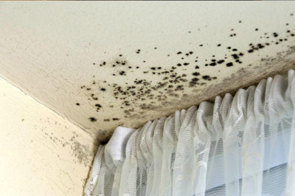 Mold Inspection & Testing Sarasota