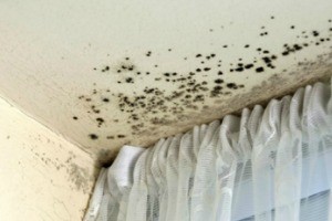 Is it dangerous to live in a house that has mold?