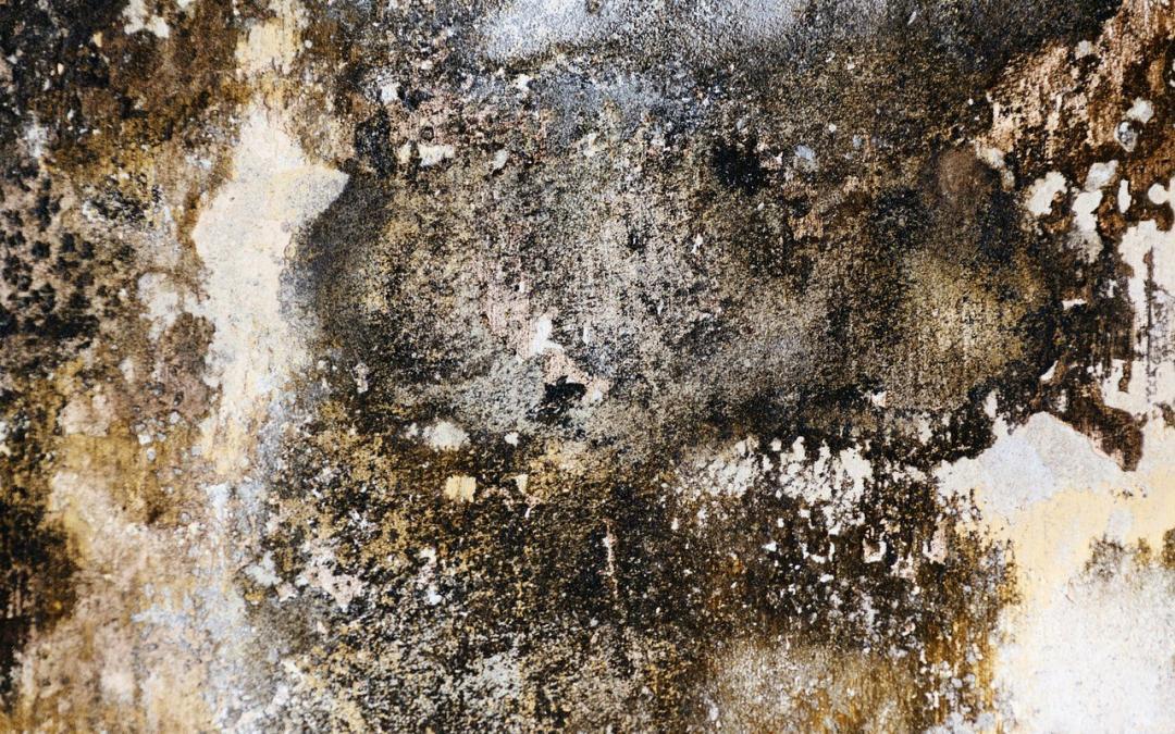 6 Key Facts About Mold