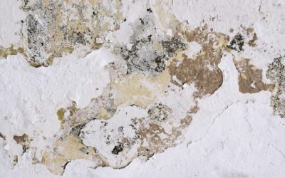 Common Places to Check for Mold Growth in your Home
