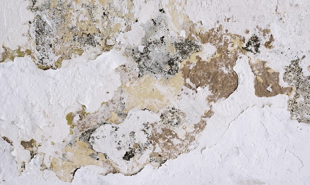 Common Places to Check for Mold Growth in your Home